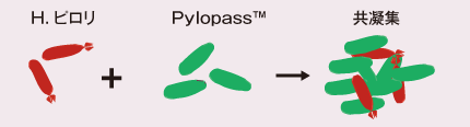 H.ピロリ + Pylopass → 共凝集